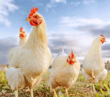 2025/03/National-Poultry-Day.jpg