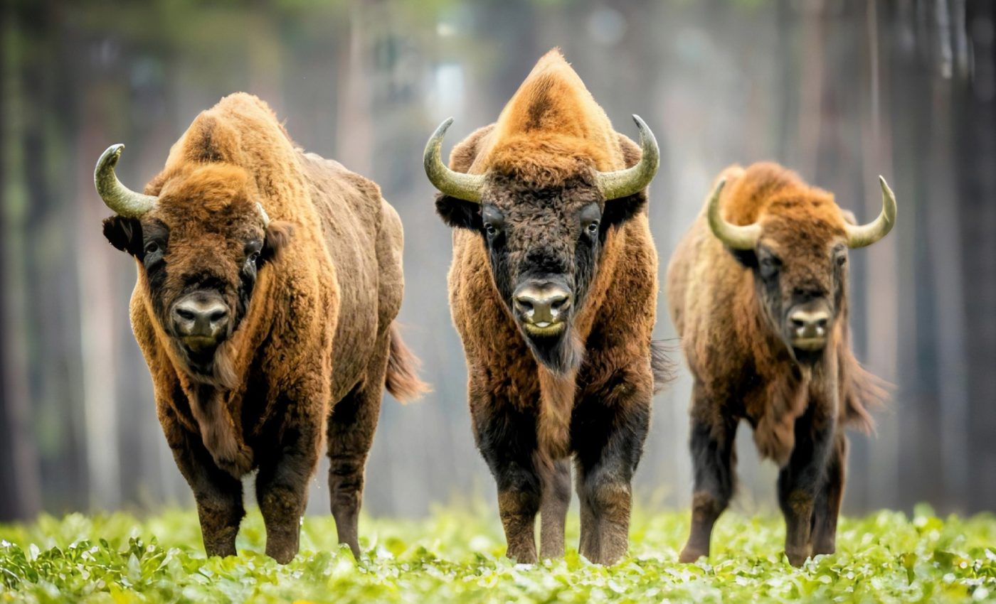 Conservation success stories offer hope for biodiversity