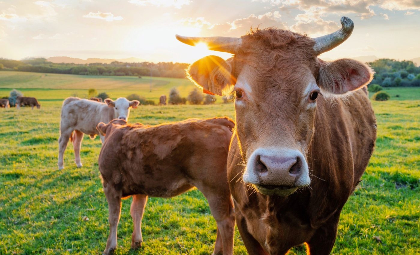Extreme heat makes dairy cows produce less milk