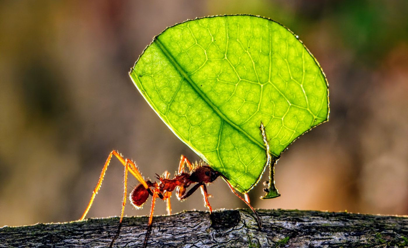 Leafcutter ants remember past infections, strengthening colony defenses