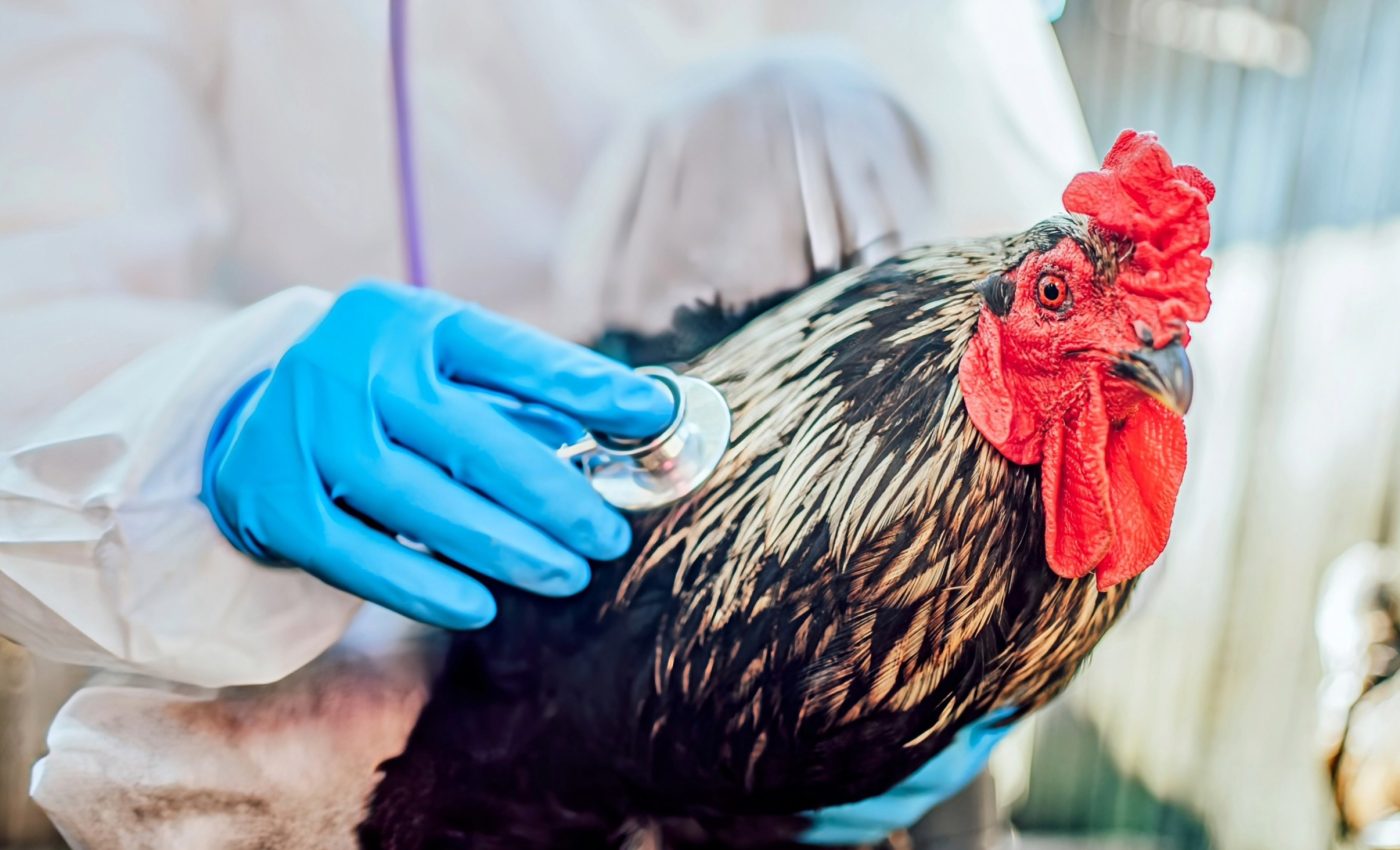 Bird flu virus is rapidly evolving to evade immune defenses