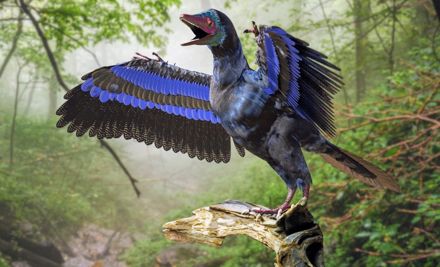 ‘Wiggly’ skulls helped birds evolve from dinosaurs