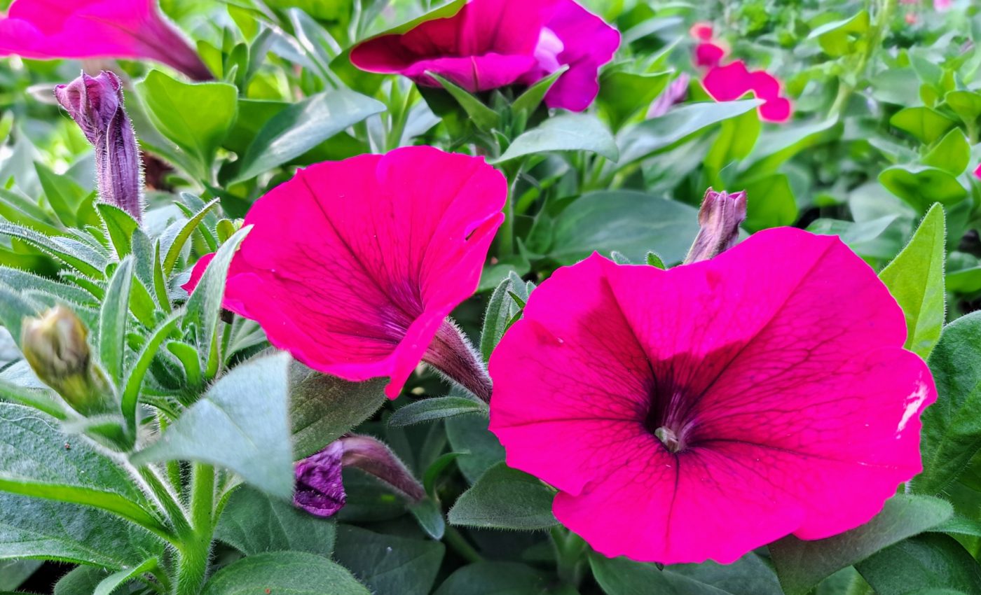 Scientists discover the gene that gives a flower its scent