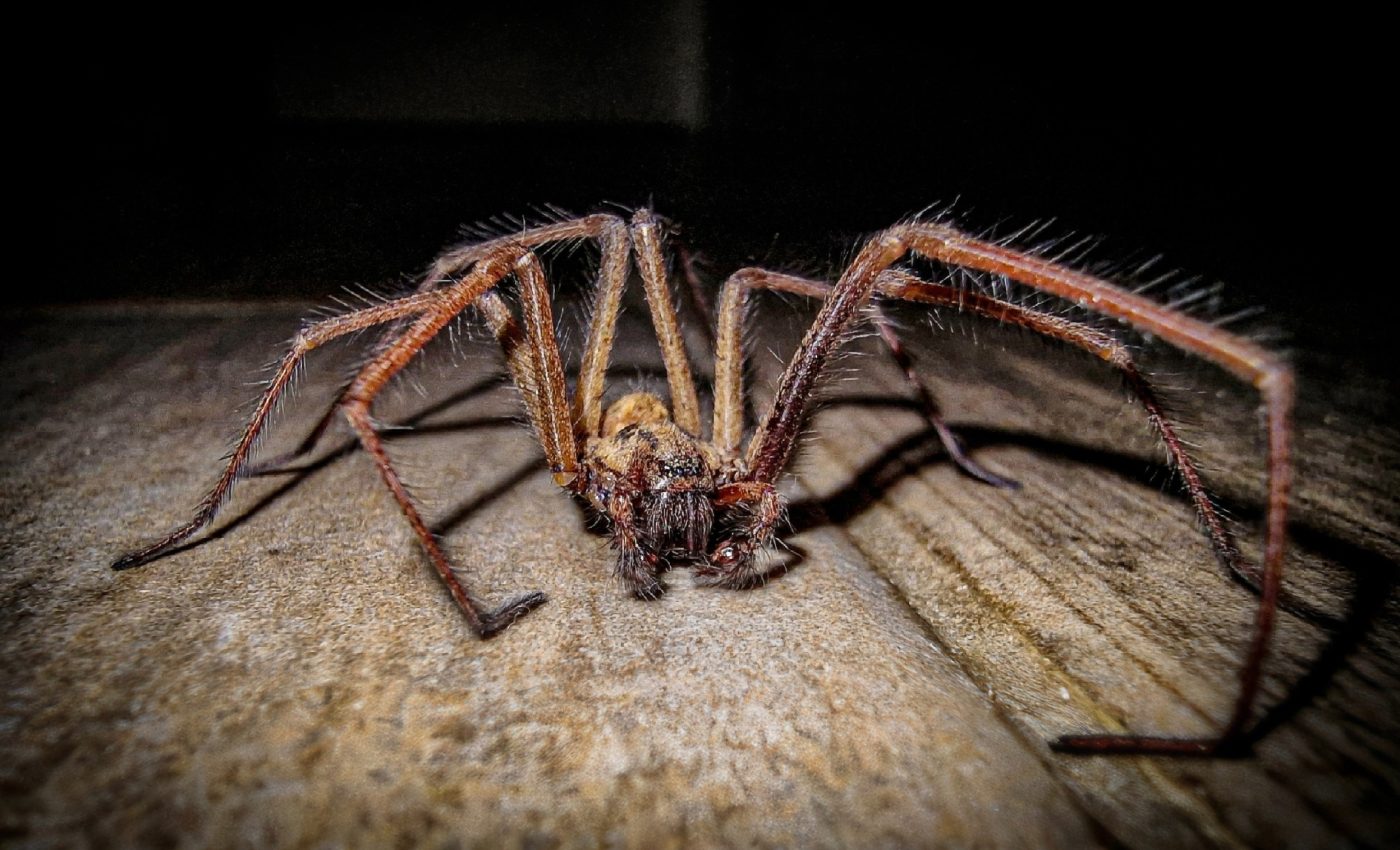 Spiders reveal how cave creatures lose their vision over time