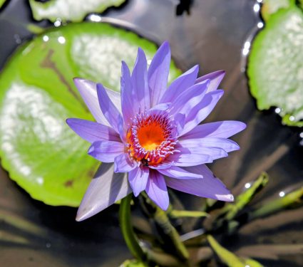2025/03/Blue-lotus.jpg