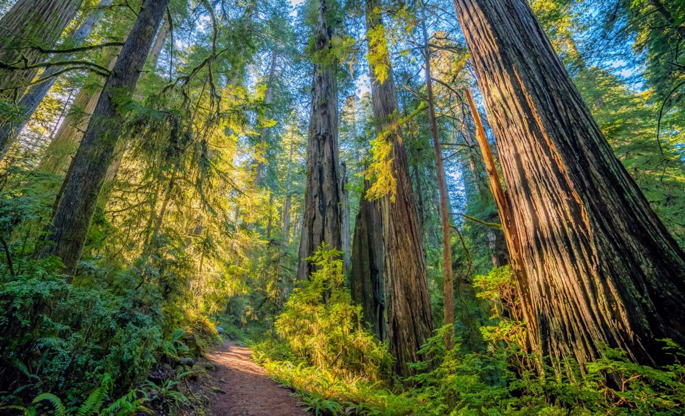 Older forests do not necessarily store more carbon