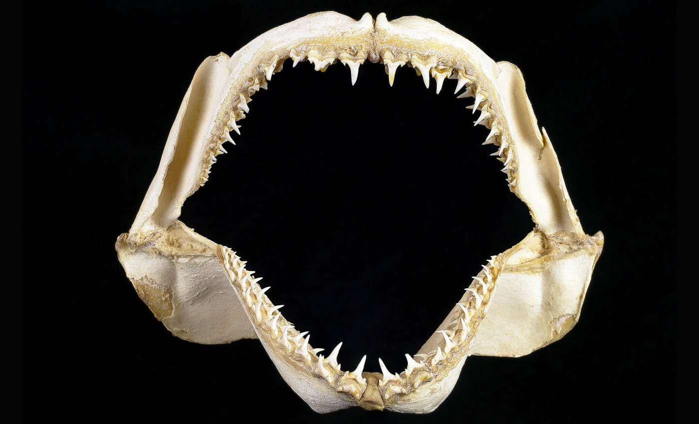 Chemical clues from old shark jaws reveal diets and habitats