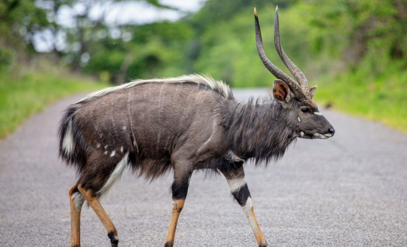 Mountain roads are deadly for endangered animals