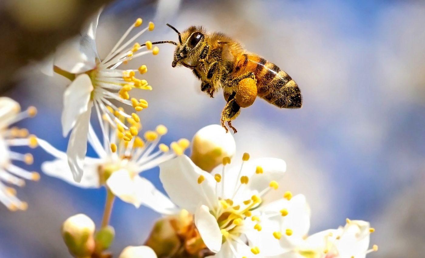 Pollinator decline is a direct threat to food security 