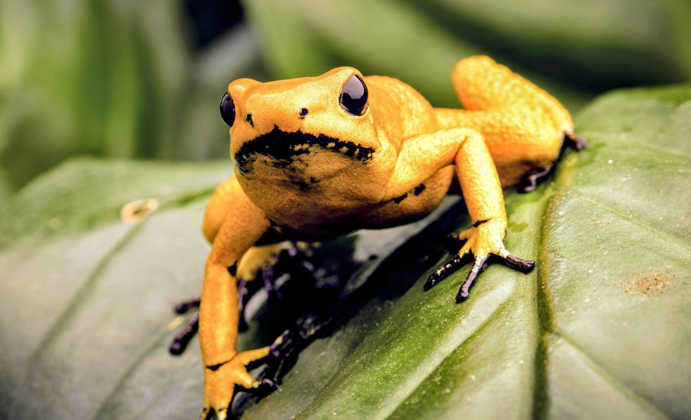 99% habitat loss: The dire future of amphibians in the Pantanal