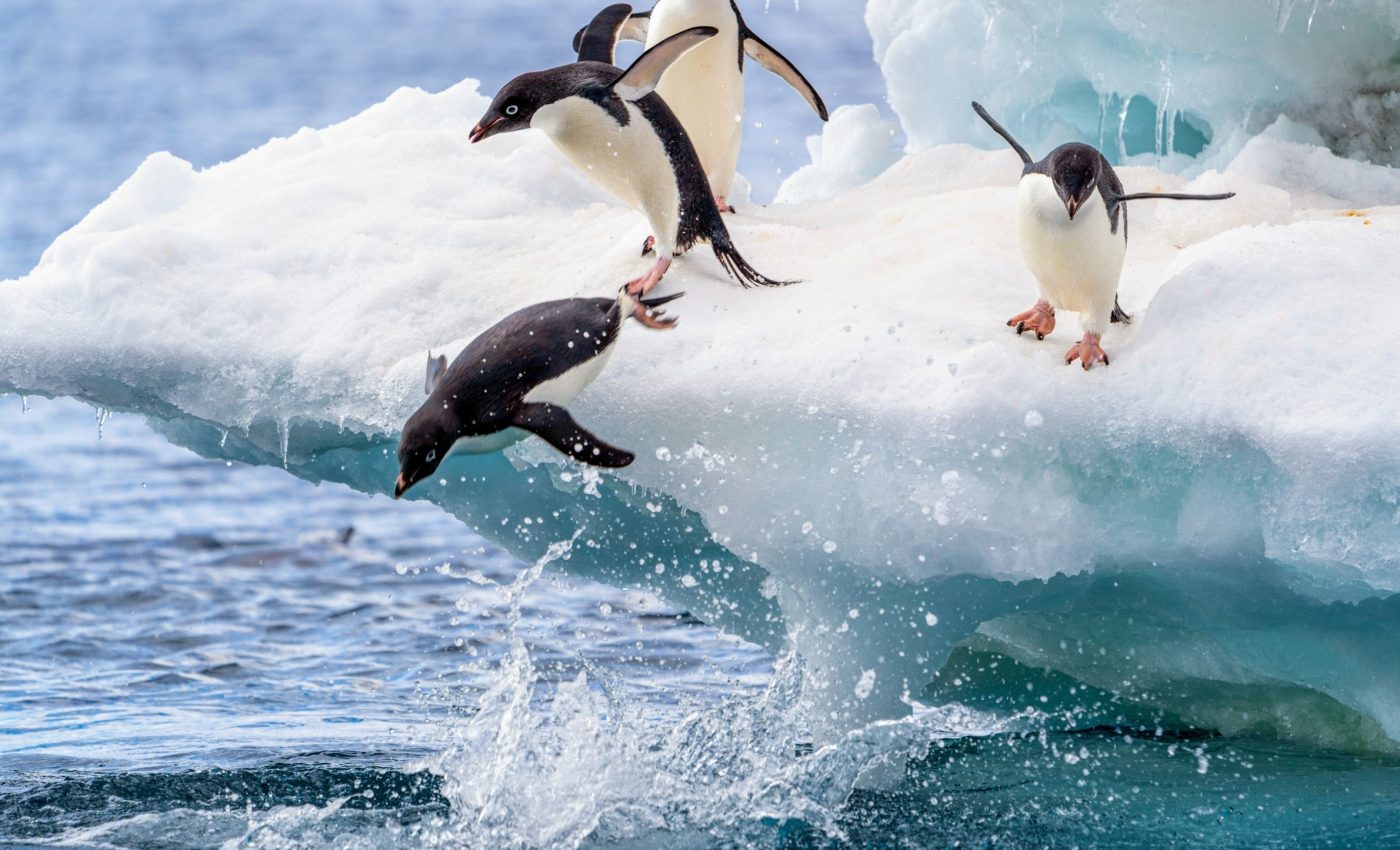 Why Antarctic waters are cooling in a warming world