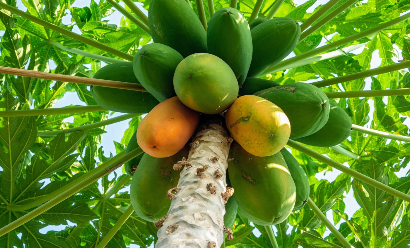 Fruits and plants are powerful allies for disease prevention