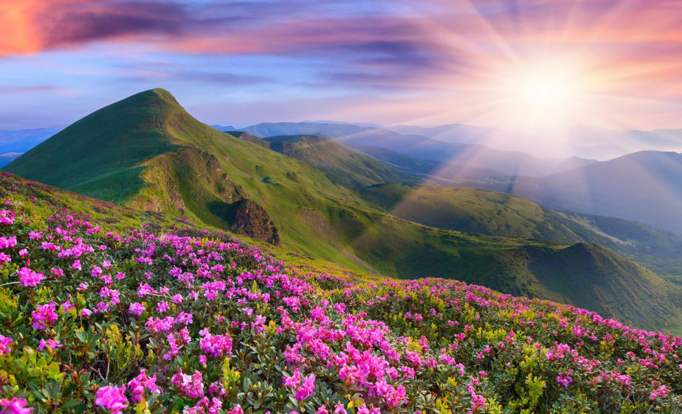 How rising mountains give birth to new species