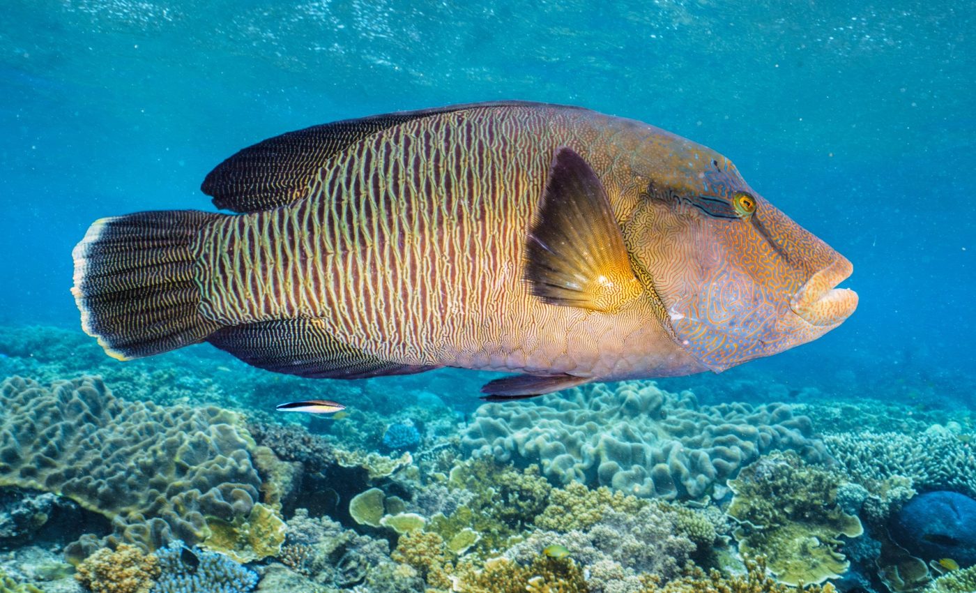 Some clever fish use tools to crack open prey