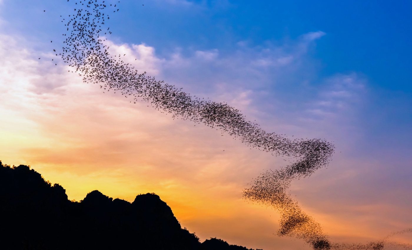 How bats navigate rush hour without crashing into each other