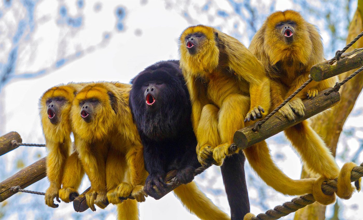 Monkeys are the world's best yodelers, and that includes humans