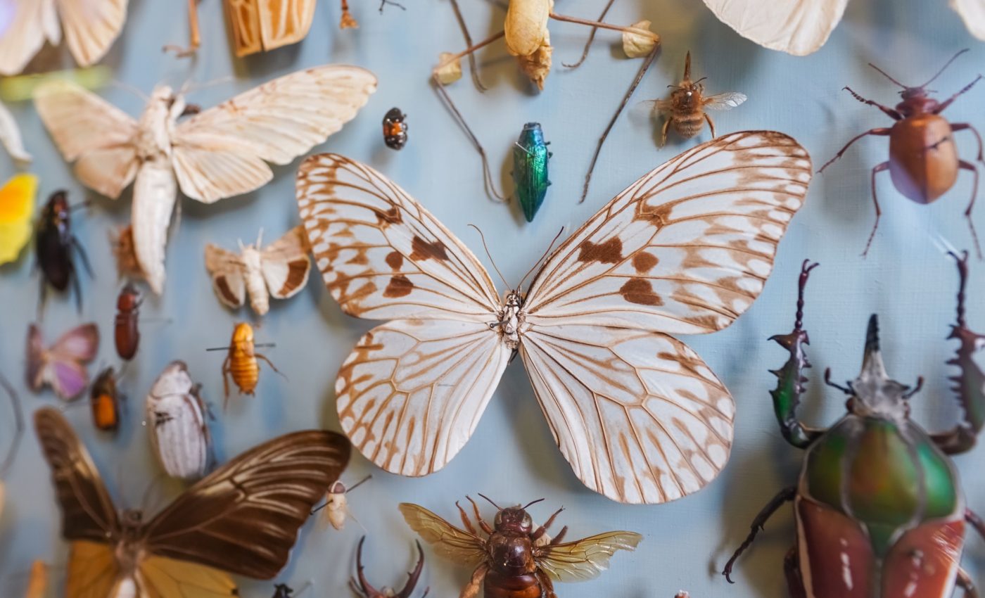 Global spread of butterfly disease revealed in museum collections