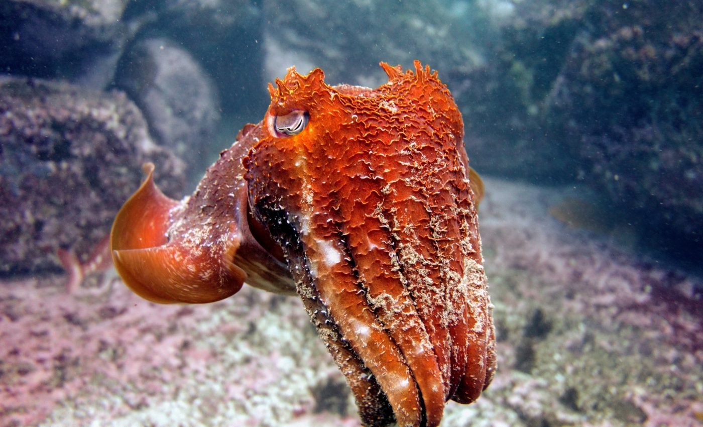 Cuttlefish use camouflage to stalk unsuspecting crabs