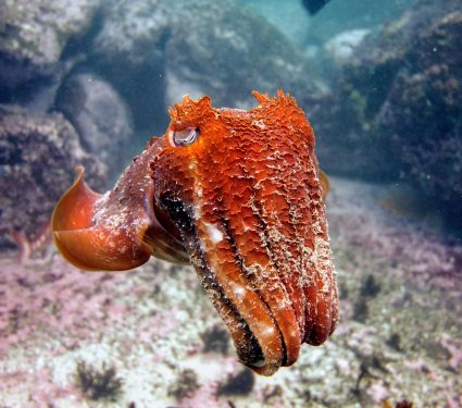 2025/04/Cuttlefish-camouflage.jpg