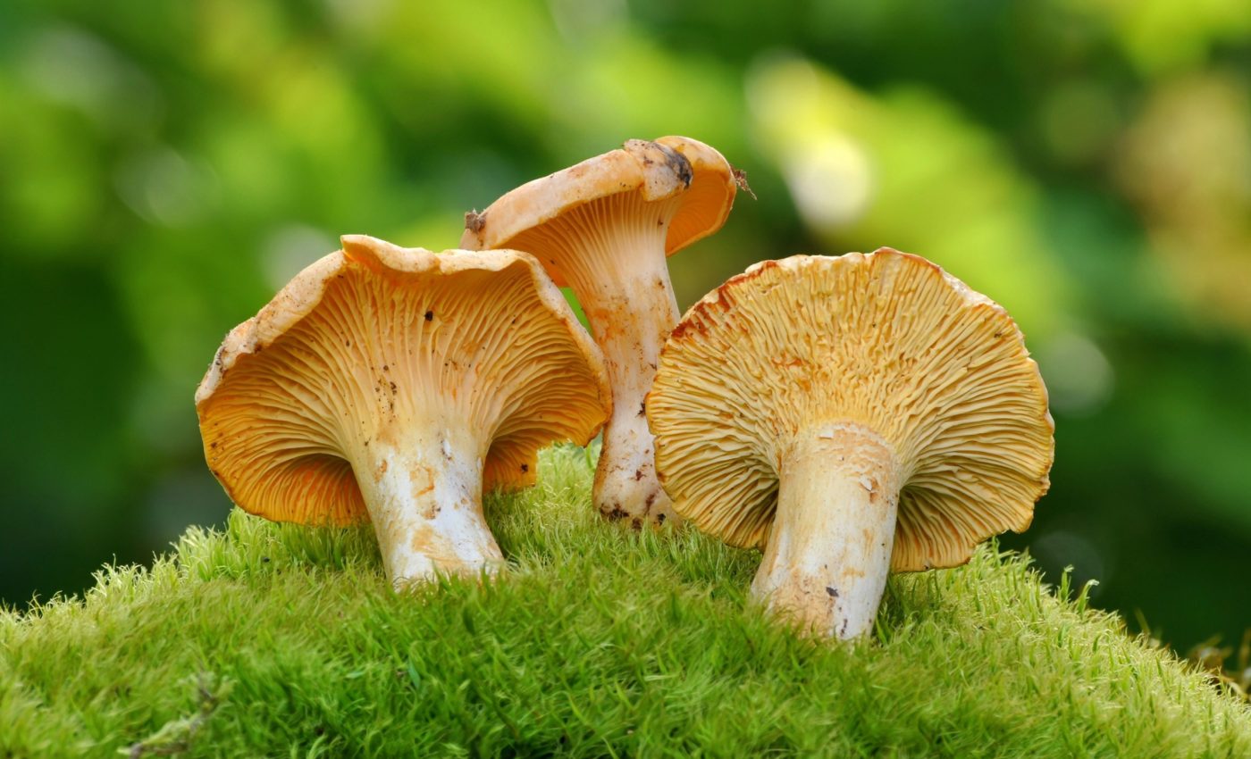 Soil bacteria and fungi respond differently to urbanization