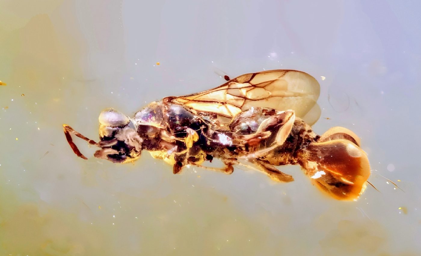 Parasitic wasp had a 'flytrap' for snatching its victims