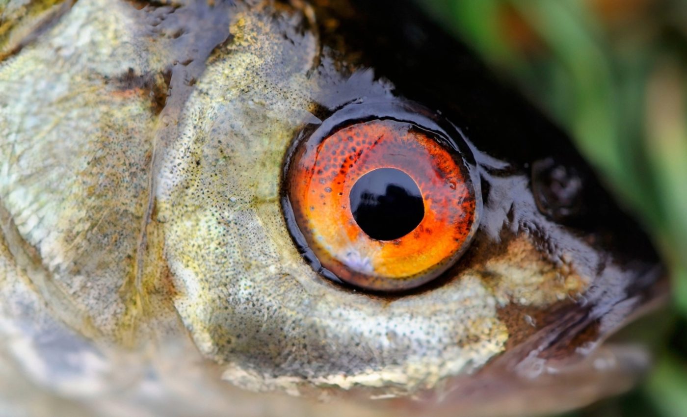 Bigger pupils help migrating fish survive