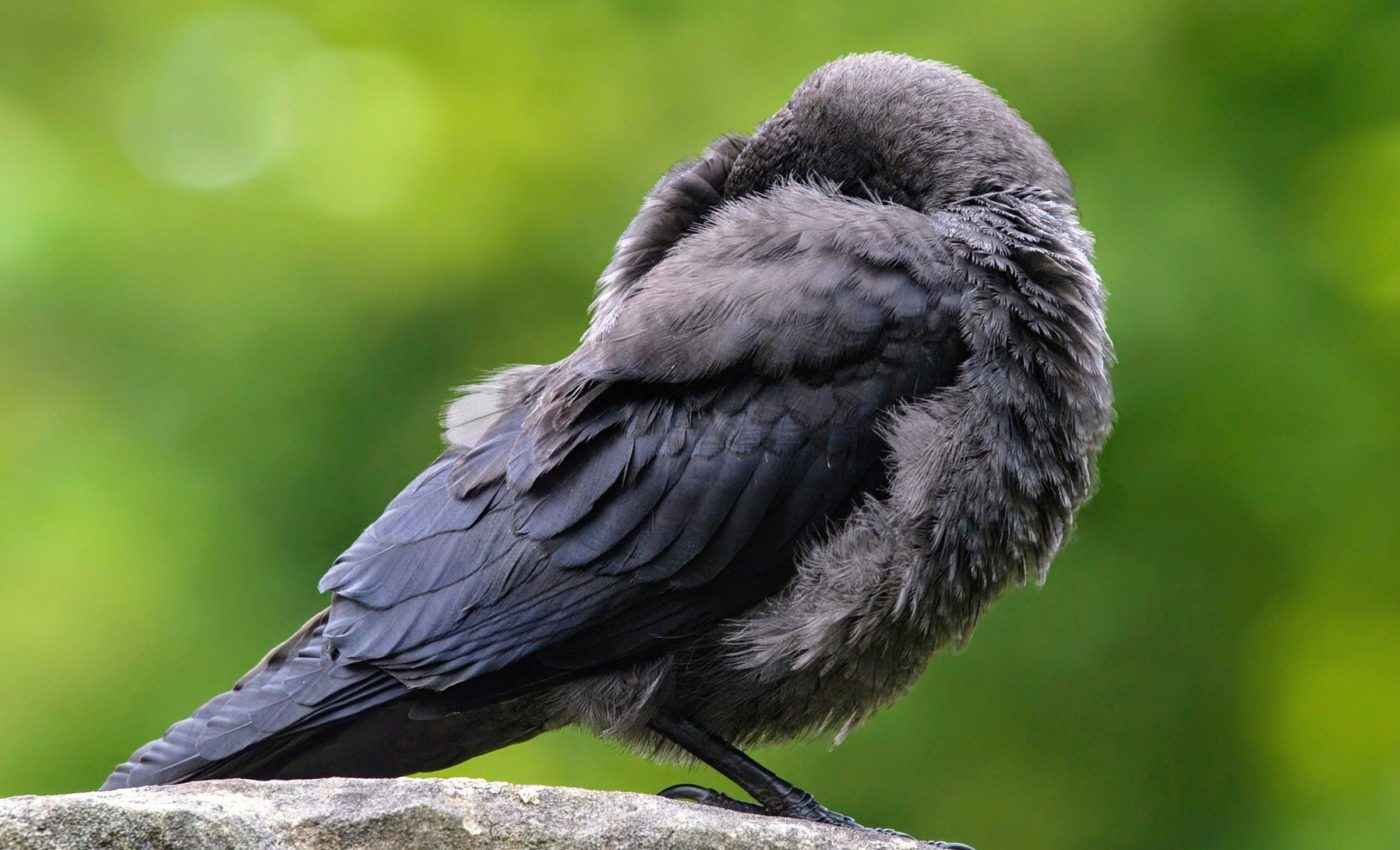 Tired birds sleep more deeply, trading safety for rest