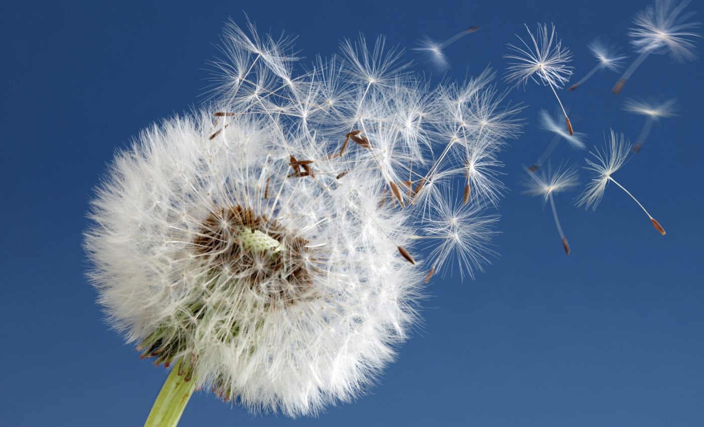 National Dandelion Day: Celebrating a flower that travels the world