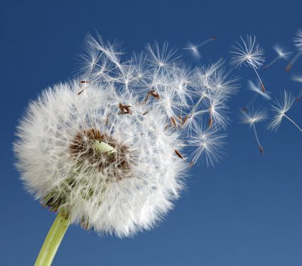 2025/04/World-Dandelion-Day.jpg