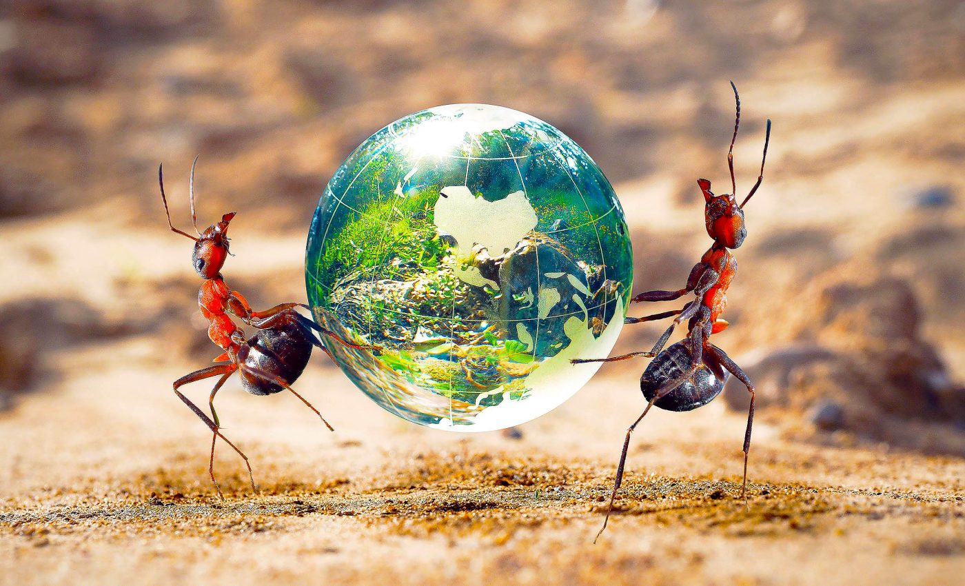 How many ants live on Earth? The number is staggering