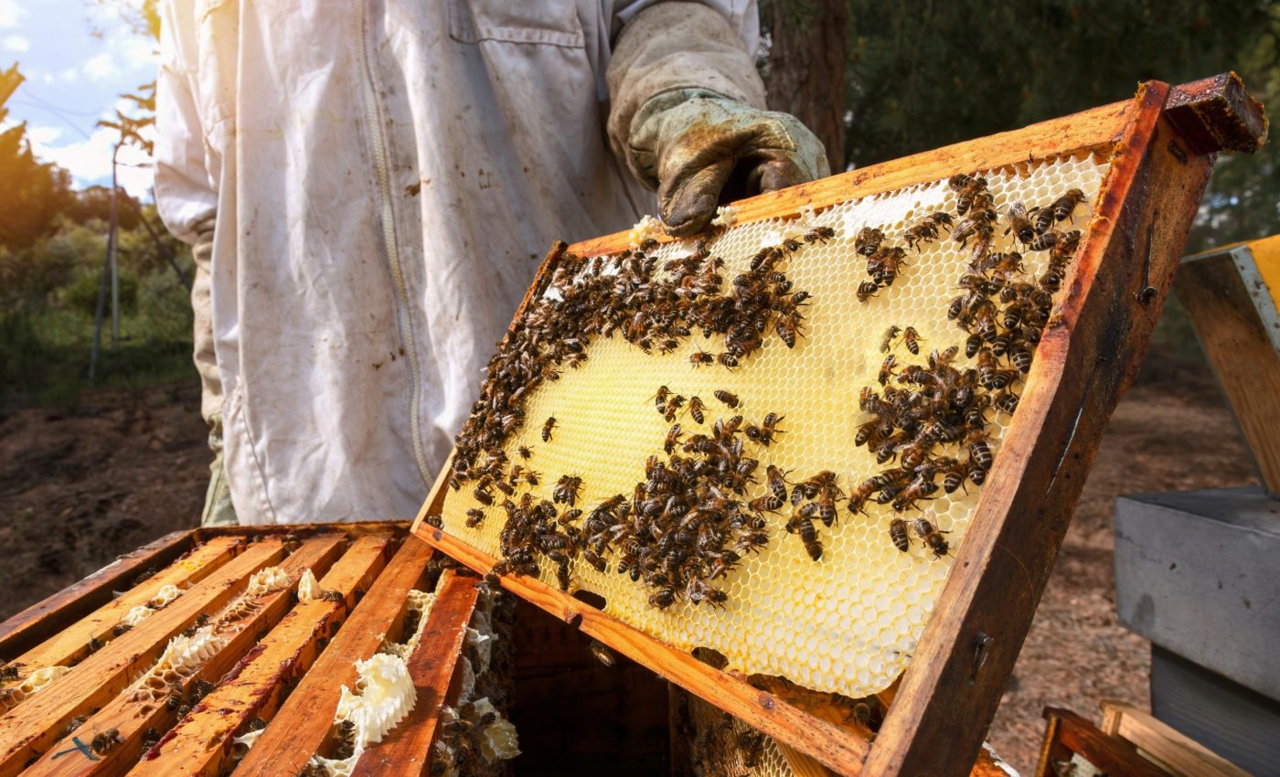 Science is giving beekeepers a better way to fight colony collapse