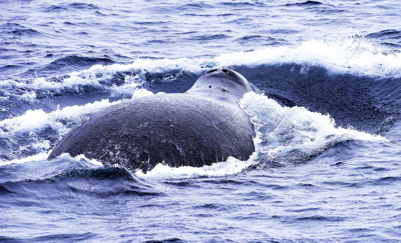 Bowhead whales somehow dive in synchrony across the ocean regardless of distance