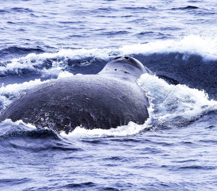 2025/04/bowhead-whales_synchronized-diving_1m.jpg