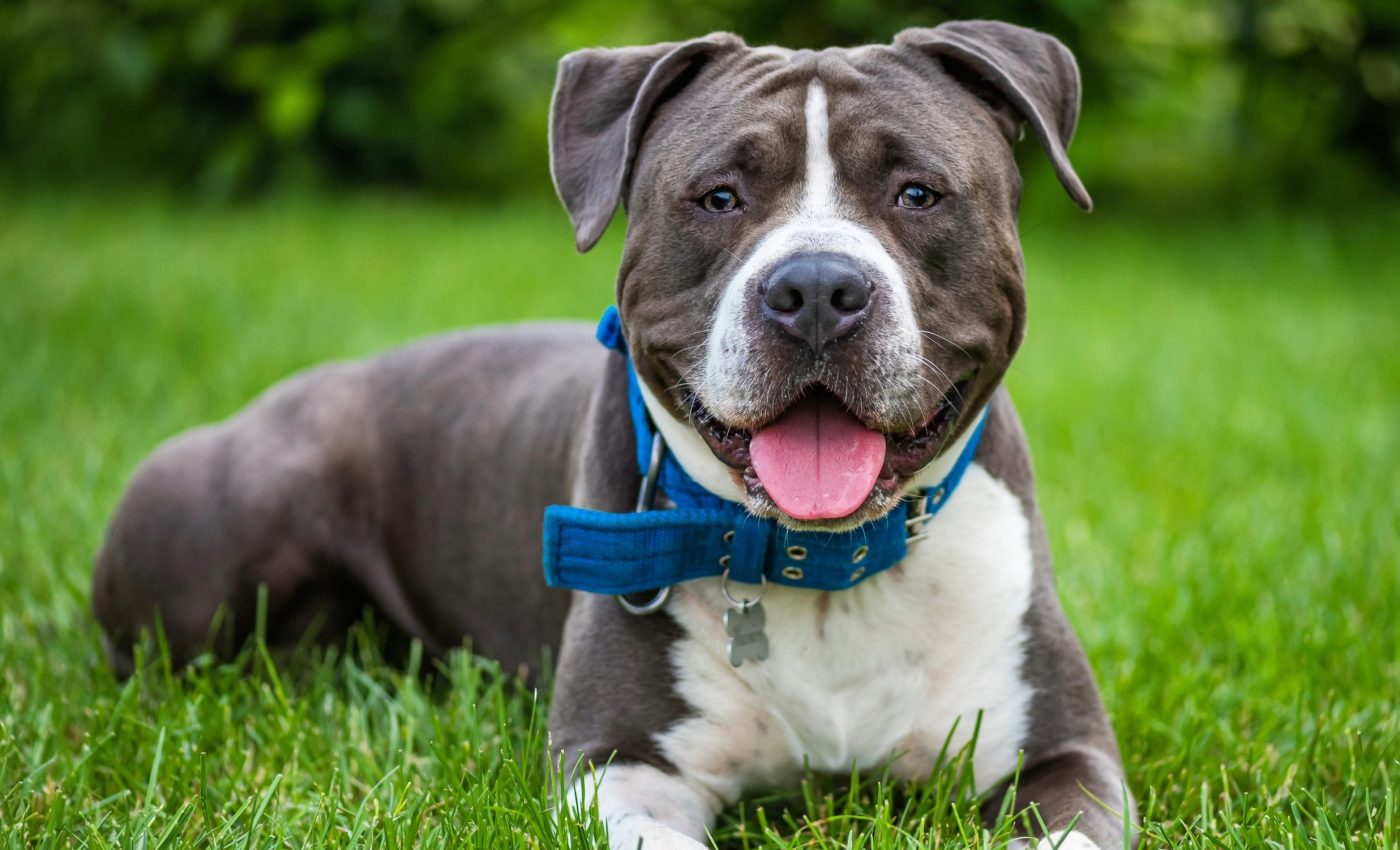 More than 99% of dogs in the U.S. have a behavior problem