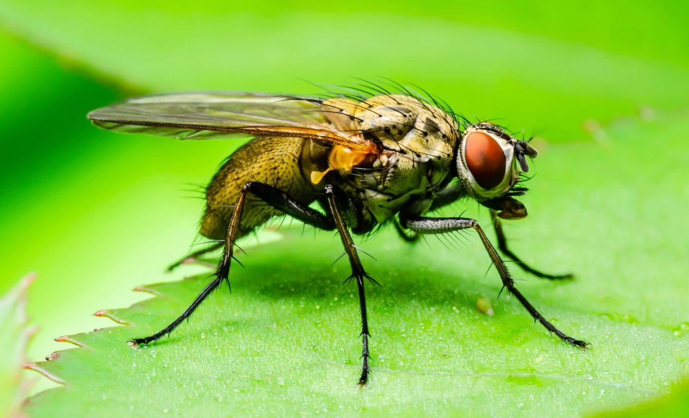 Alcohol makes fruit flies look sexy and boosts mating success