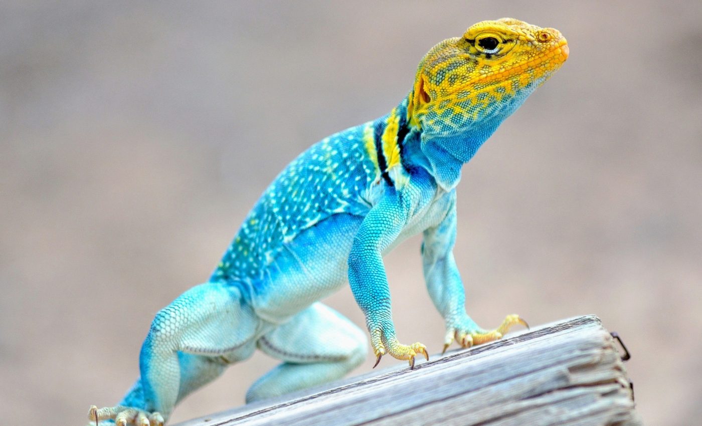 Why reptiles are more colorful in open habitats
