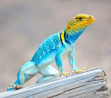 2025/04/Reptile-colors.jpg