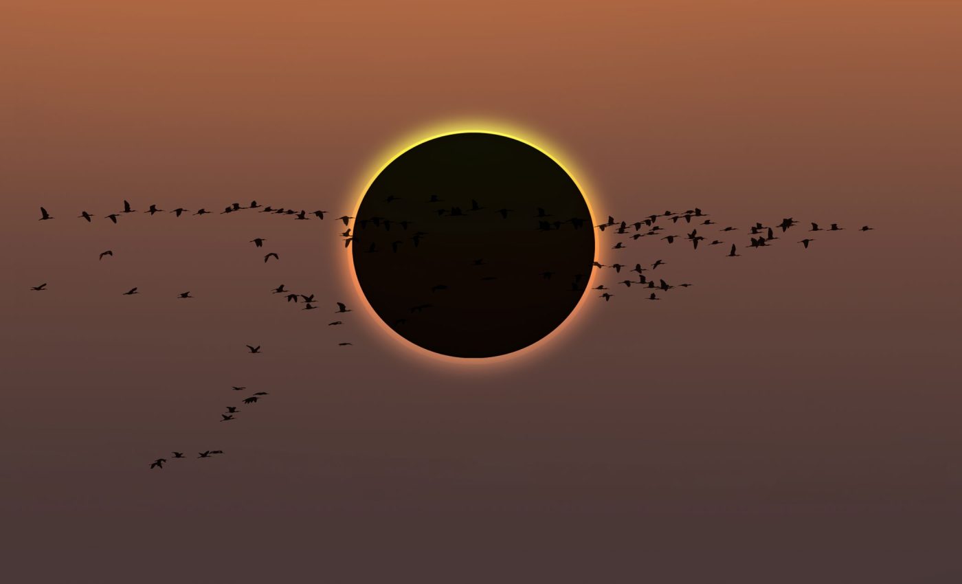 Darkness at noon: What the 2024 eclipse revealed about bird behavior