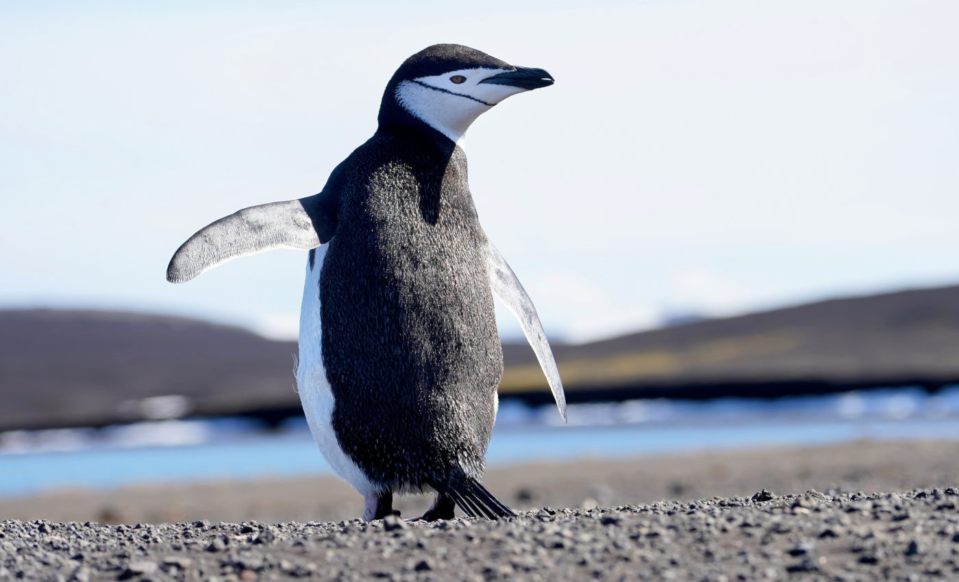 Penguins are threatened by mercury contamination