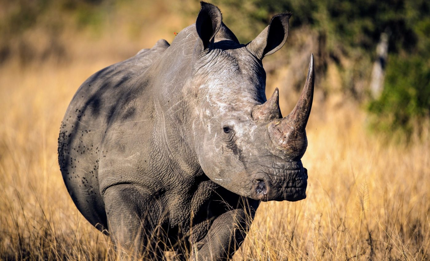 Ancient graveyard reveals that rhinos once lived in 'super-herds'
