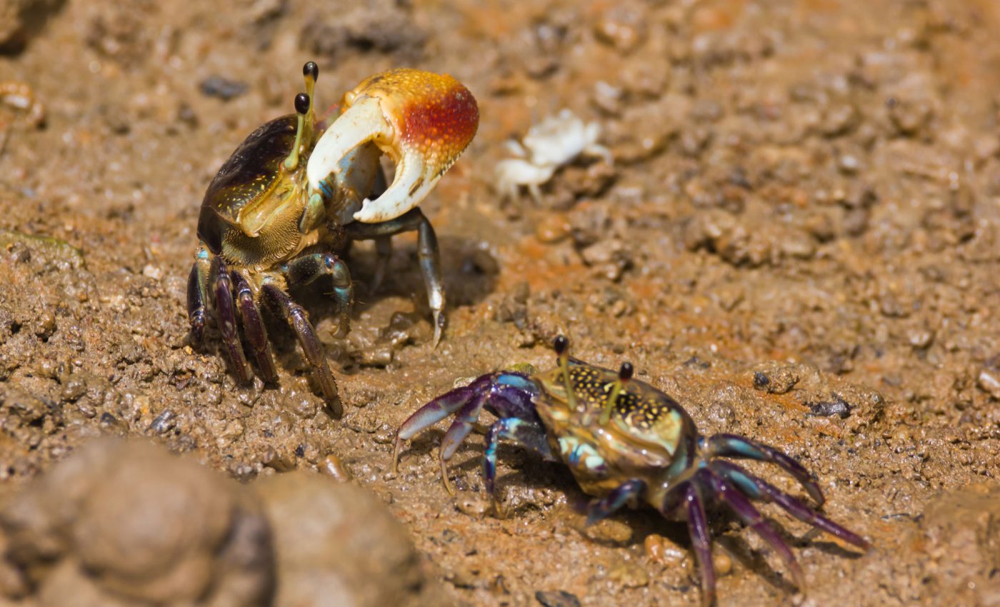 Fiddler crabs use seismic vibrations to attract mates