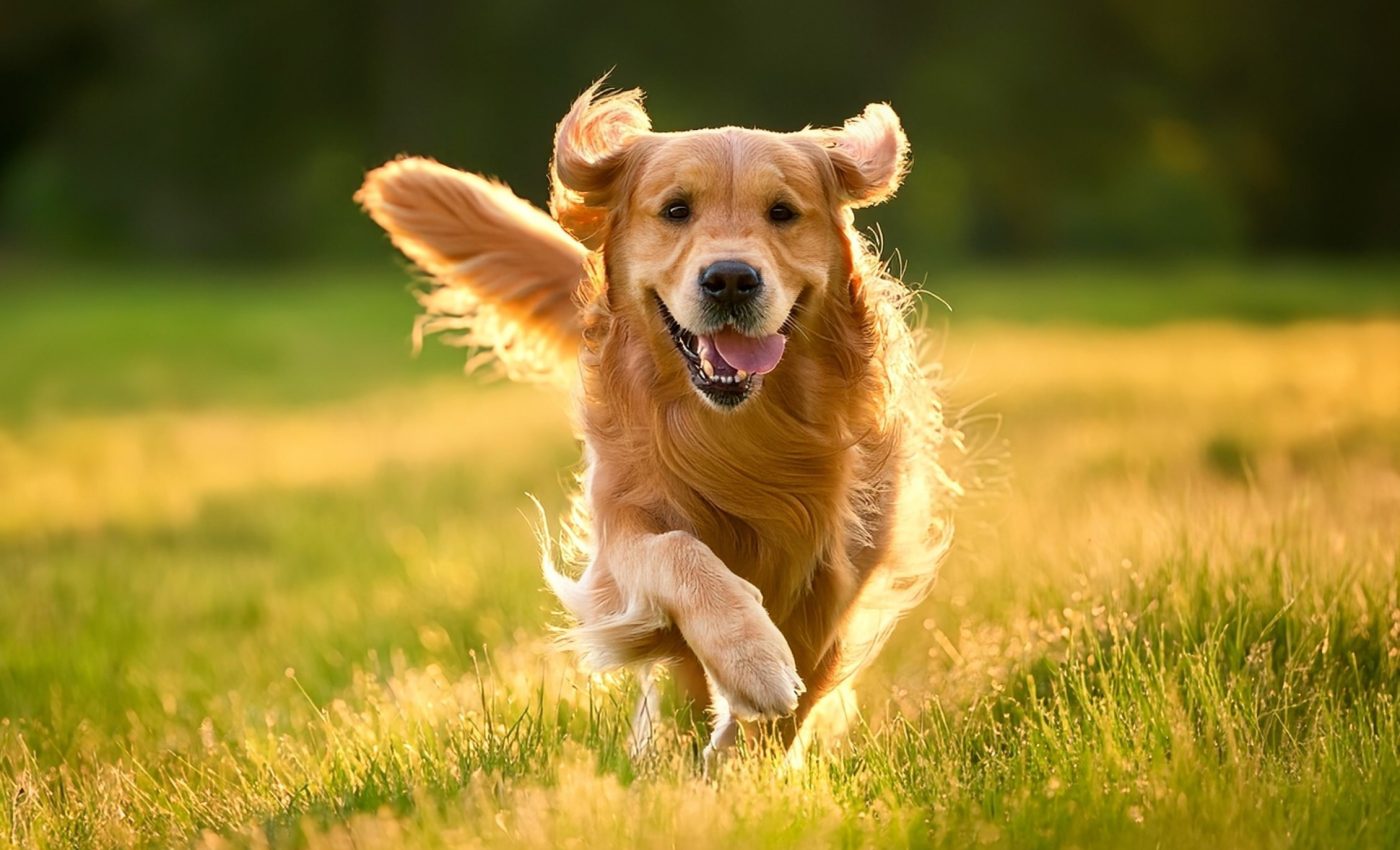 Good mood, sharper nose? Optimistic dogs excel in scent detection