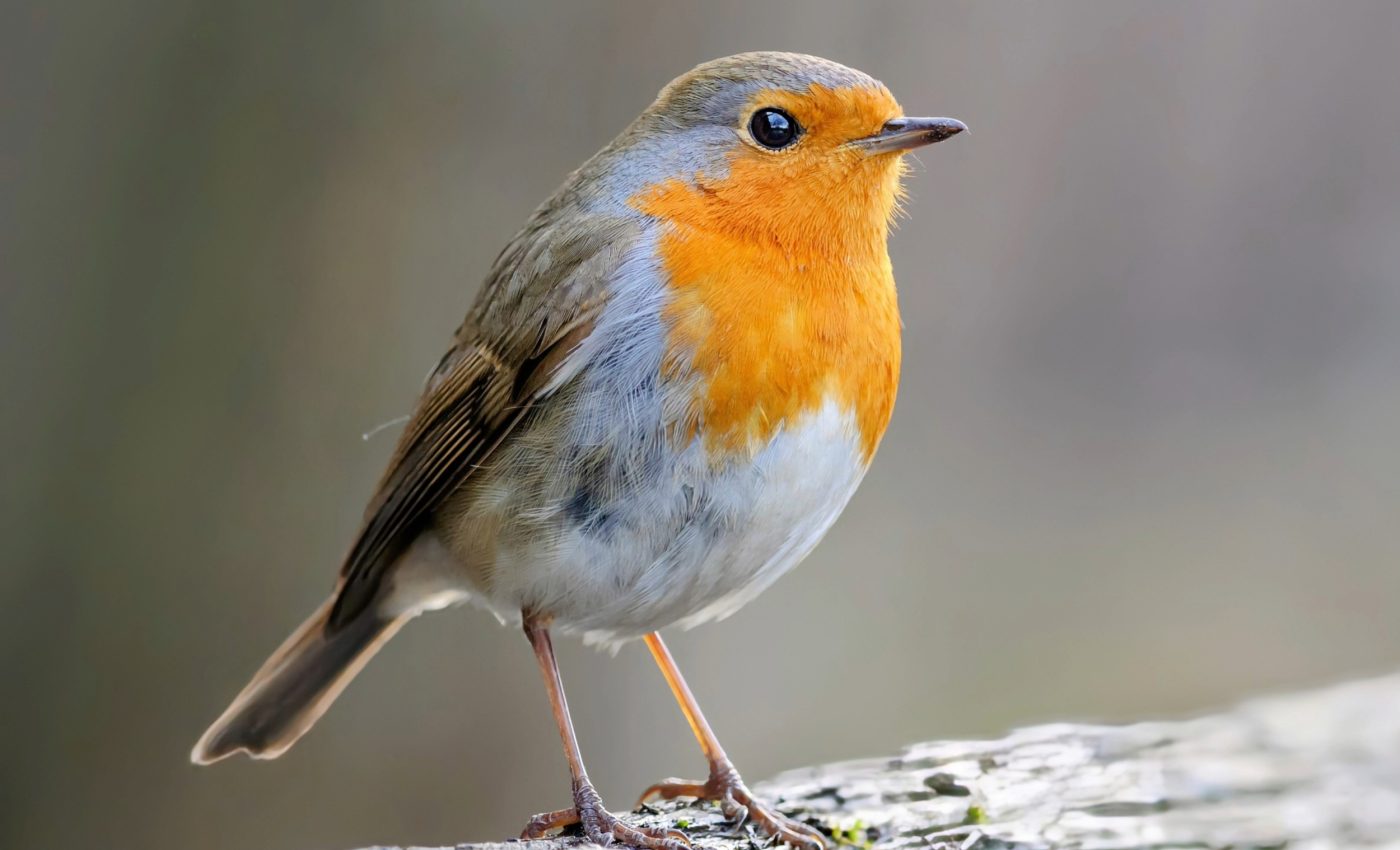 Some birds are more at risk from climate change than others