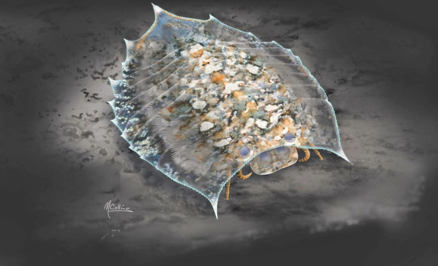 Cambrian fossils reveal new clues about arthropod evolution