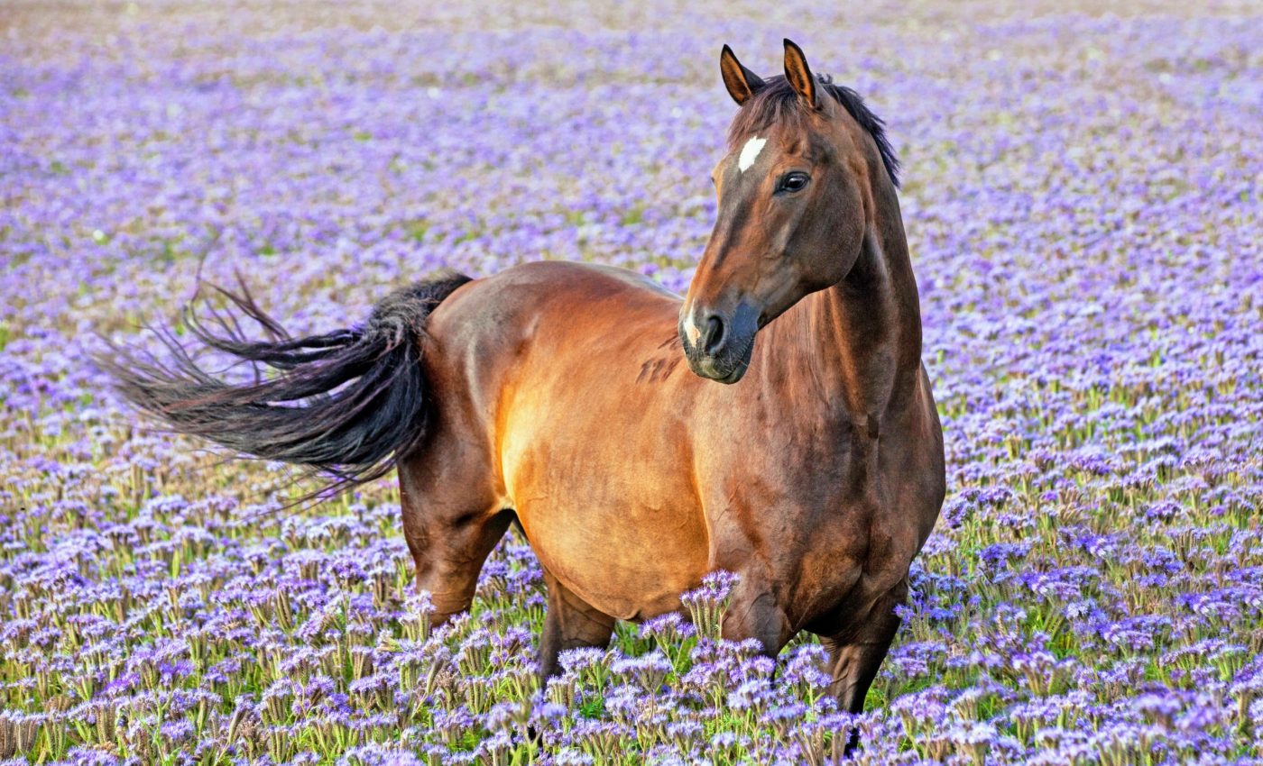 How AI is helping horses speak without words