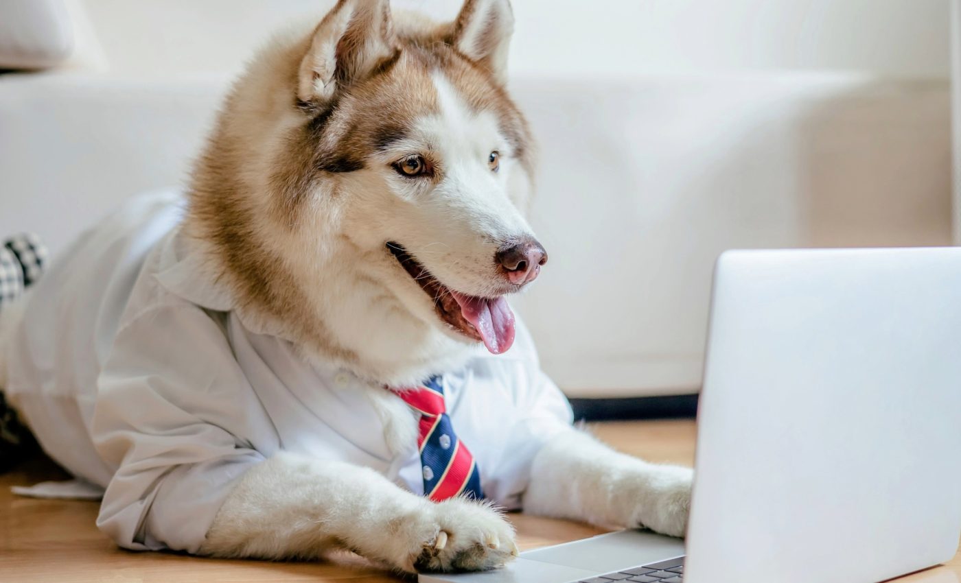 Petfluencers are viewed as more genuine and sincere than human influencers