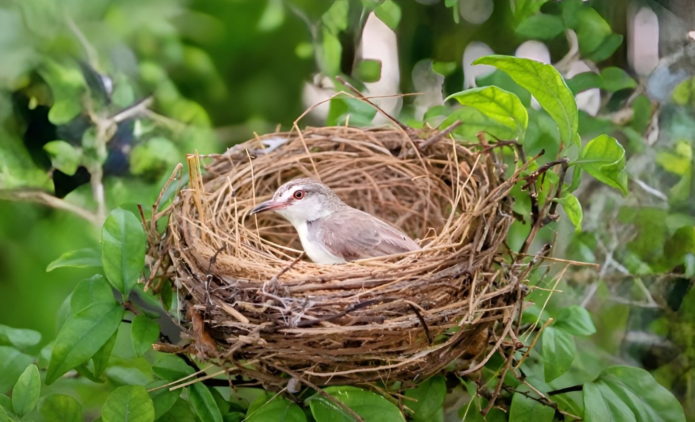 Tangled twigs: The secrets of sturdy bird nests