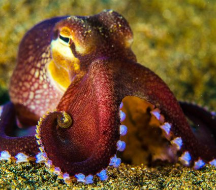 2025/04/DNA-metabarcoding_cephalopod_octopus_1m.jpg