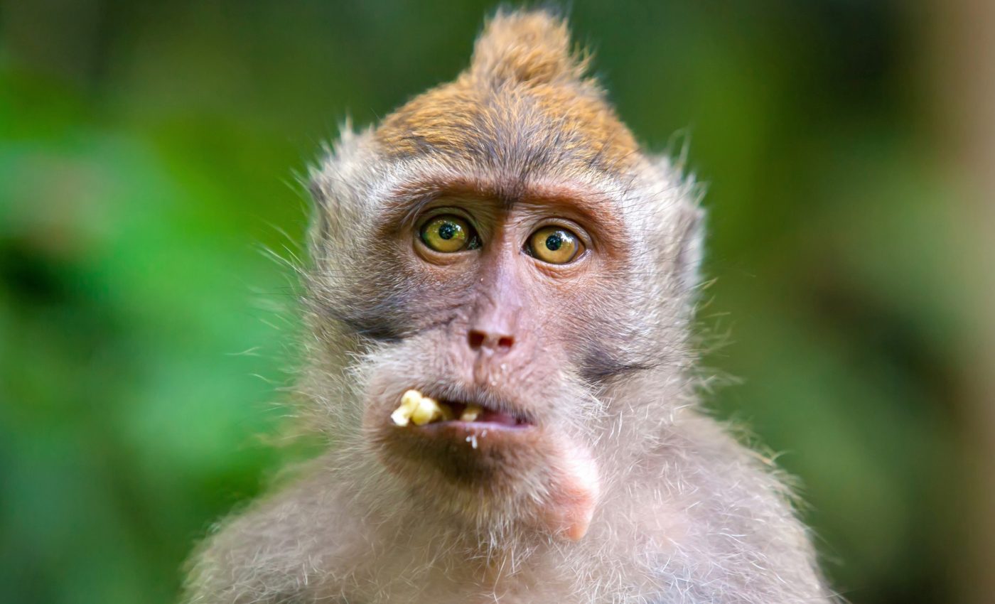 Animal grief may look nothing like human sorrow