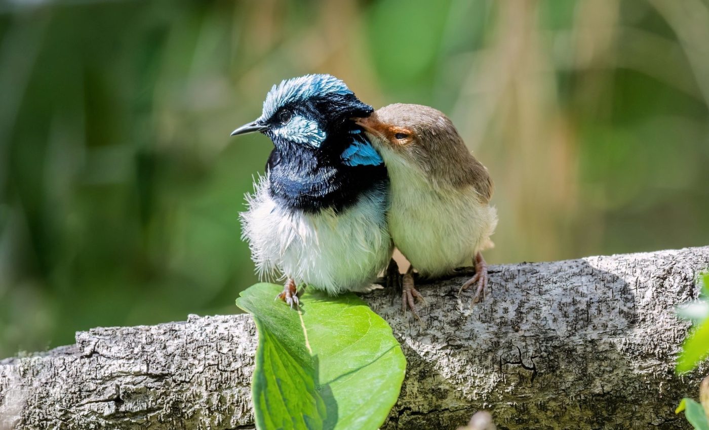 Birds express their personalities through song
